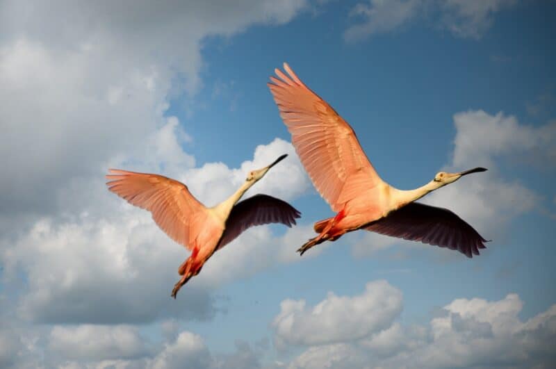 two-pink-roseate-spoonbill-flying